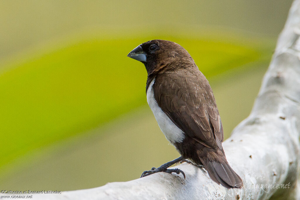 Javan Muniaadult, identification