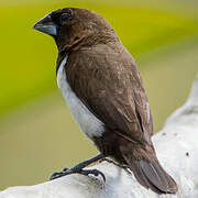 Javan Munia