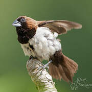 Javan Munia