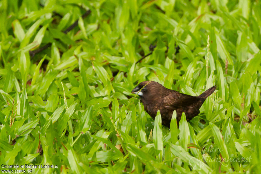 Dusky Munia