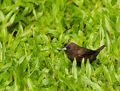 Dusky Munia