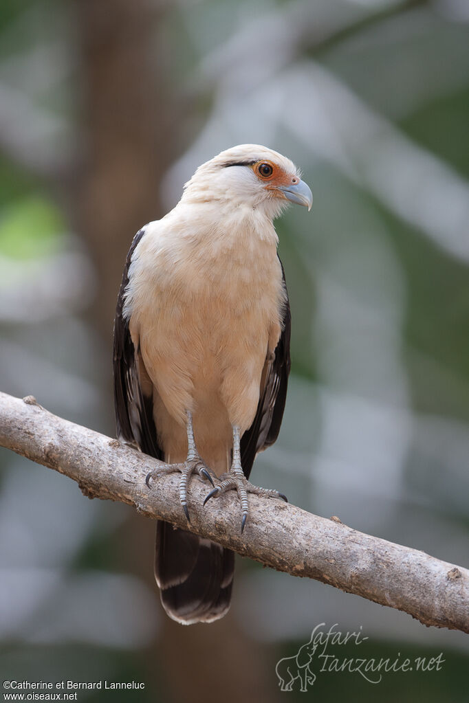 Yellow-headed Caracaraadult, identification