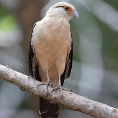 Caracara à tête jaune