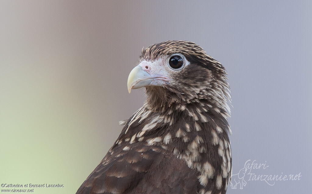 Yellow-headed Caracaraimmature