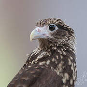 Yellow-headed Caracara