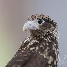 Caracara à tête jaune