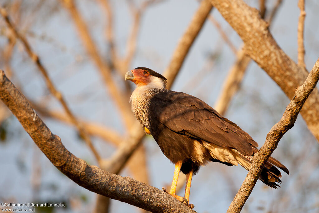 Crested Caracara (cheriway)adult, identification