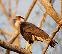 Caracara du Nord