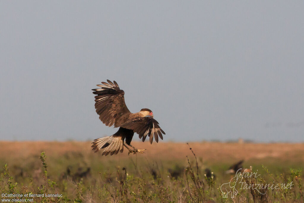 Crested Caracara (cheriway)adult, habitat, Flight