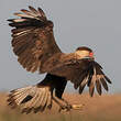 Caracara du Nord