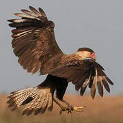 Northern Crested Caracara