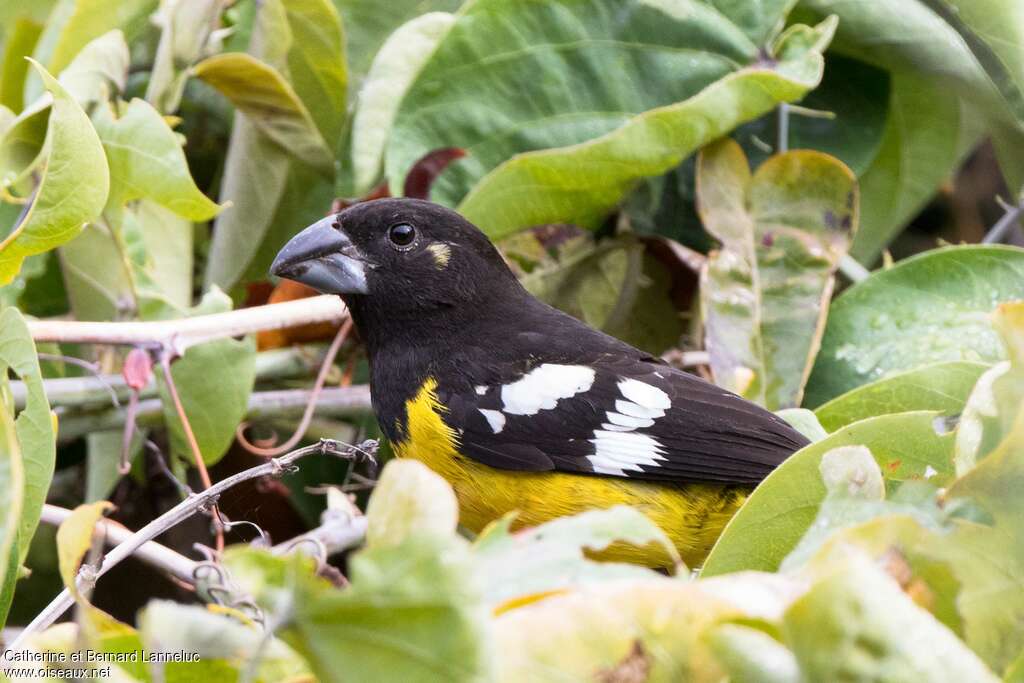 Black-backed Grosbeak male adult, close-up portrait, eats