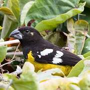 Black-backed Grosbeak