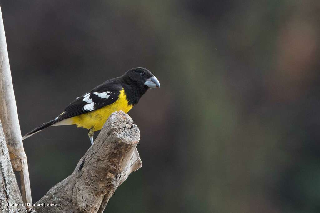 Black-backed Grosbeak male adult breeding, identification