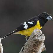 Black-backed Grosbeak