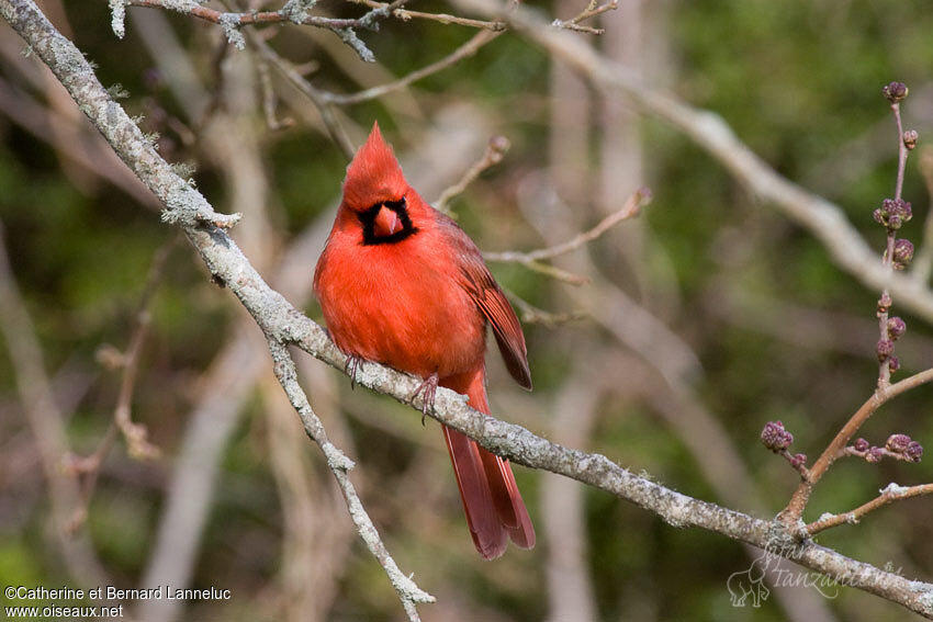 Cardinal rouge mâle adulte