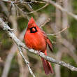 Cardinal rouge