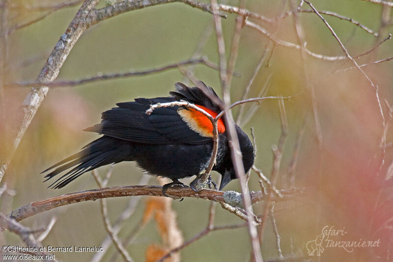 Red-winged Blackbird male adult