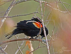 Red-winged Blackbird