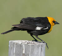 Yellow-headed Blackbird