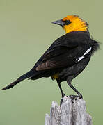 Yellow-headed Blackbird