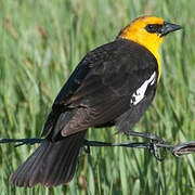 Yellow-headed Blackbird