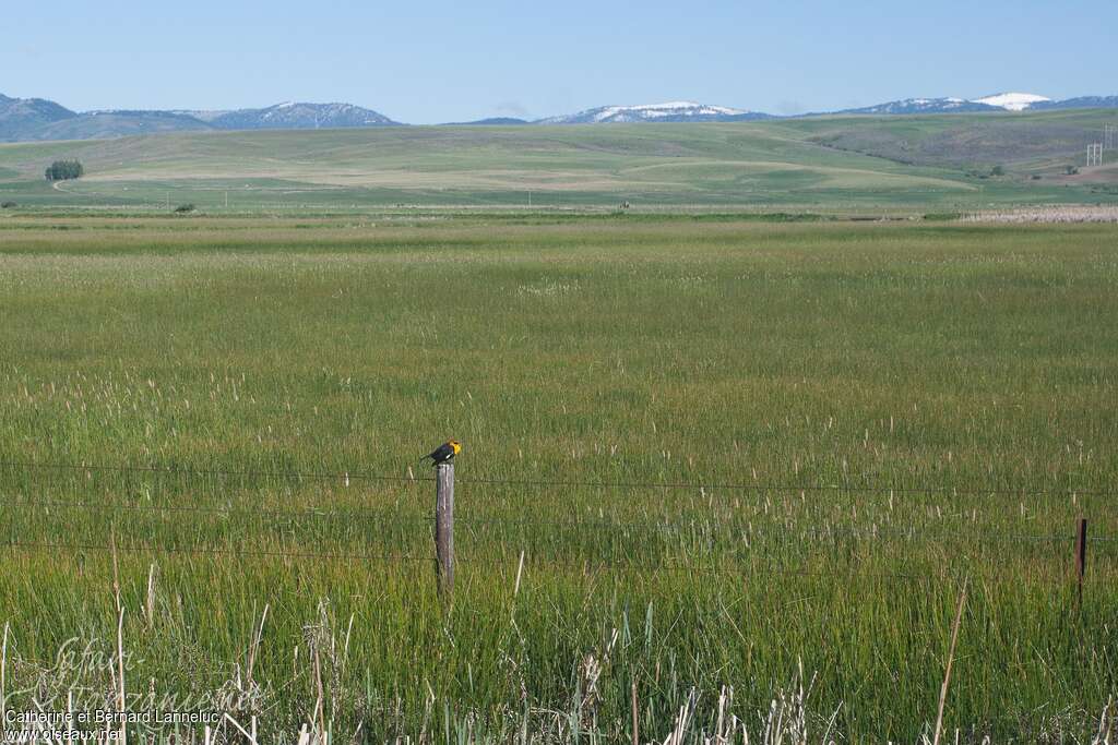 Yellow-headed Blackbirdadult, habitat