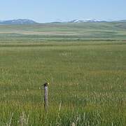 Yellow-headed Blackbird