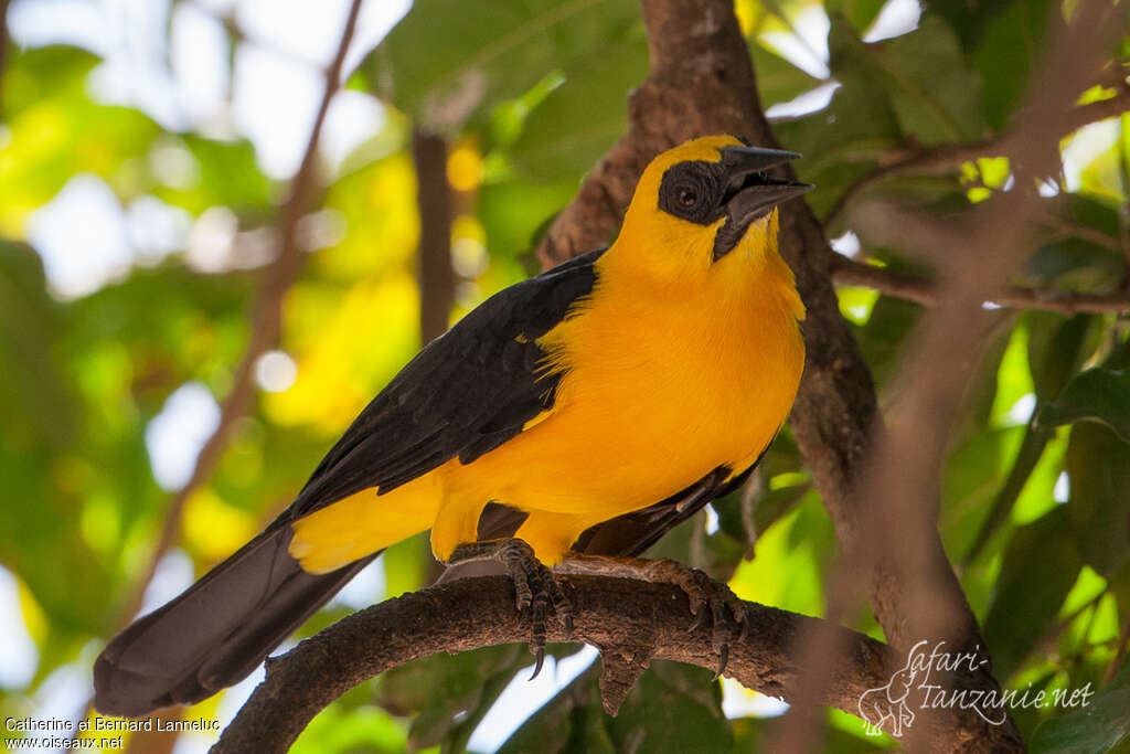 Oriole Blackbirdadult, identification