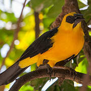 Oriole Blackbird