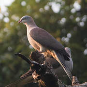 Mountain Imperial Pigeon