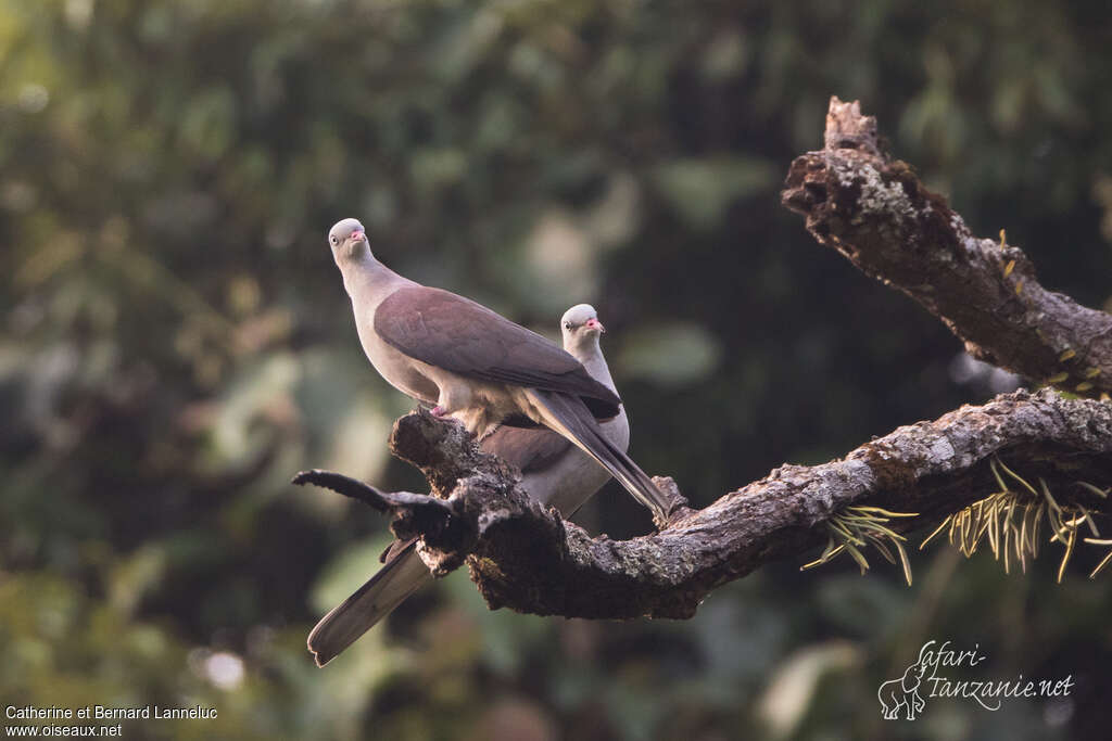 Mountain Imperial Pigeonadult, Behaviour