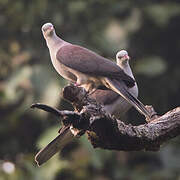 Mountain Imperial Pigeon