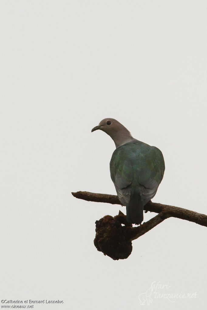 Green Imperial Pigeon