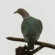 Green Imperial Pigeon