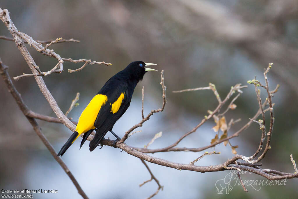 Yellow-rumped Caciqueadult, identification, Behaviour