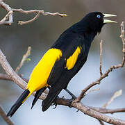 Yellow-rumped Cacique