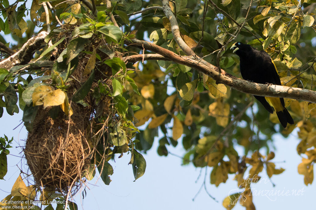 Yellow-rumped Caciqueadult, Reproduction-nesting