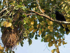 Yellow-rumped Cacique