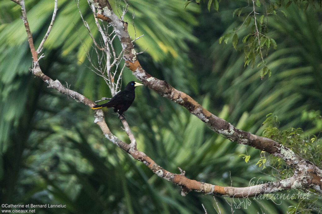 Crested Oropendola