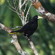 Crested Oropendola