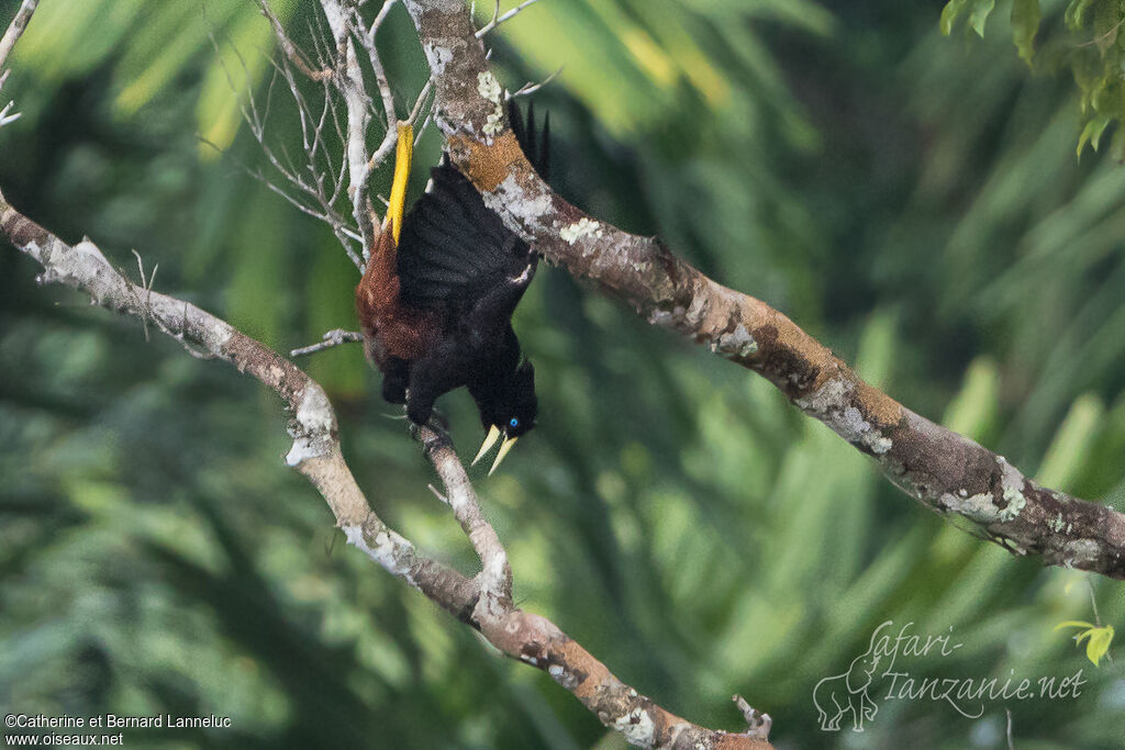 Crested Oropendolaadult, Behaviour