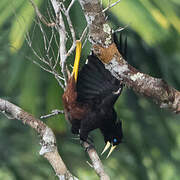 Crested Oropendola