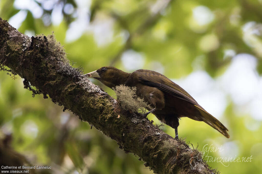 Dusky-green Oropendolaadult, eats, Behaviour