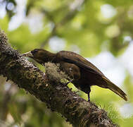 Dusky-green Oropendola