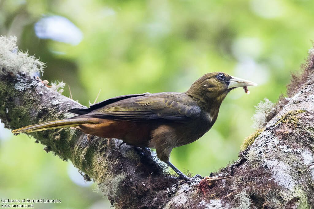 Dusky-green Oropendolaadult, identification