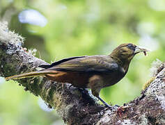 Dusky-green Oropendola