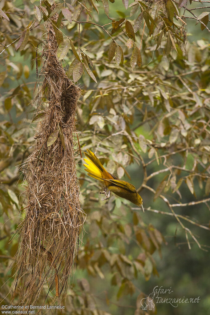 Russet-backed Oropendolaadult, Reproduction-nesting