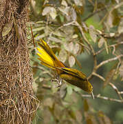 Russet-backed Oropendola