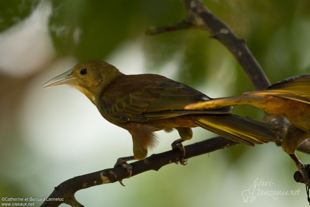 Russet-backed Oropendola